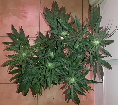 Growreport Bild 10