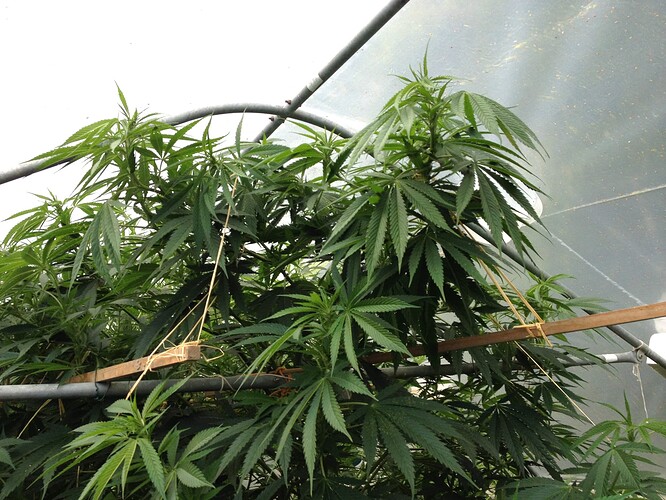 Growreport Bild 5