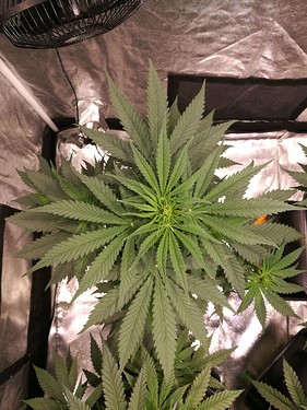 Growreport Bild 9
