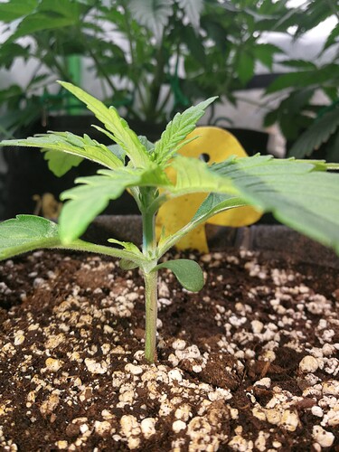 Growreport Bild 171