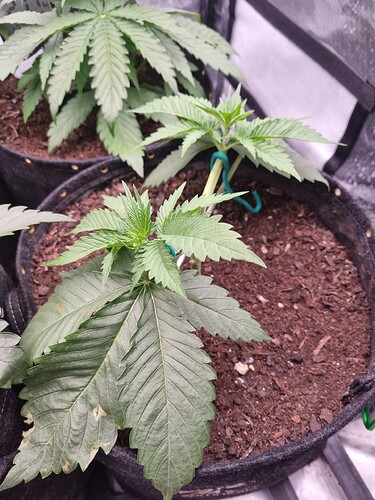 Growreport Bild 19
