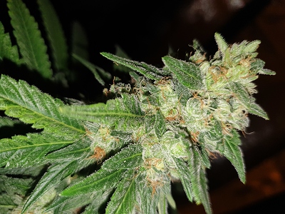 Growreport Bild 3