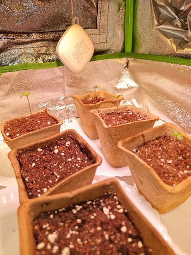 Growreport Bild 2