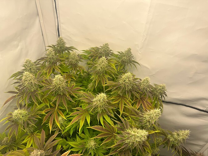 Growreport Bild 2