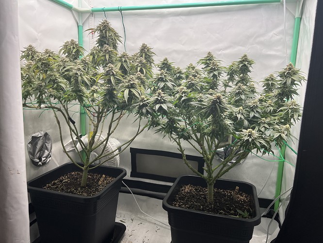 Growreport Bild 15