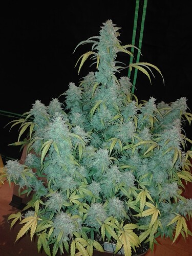 Growreport Bild 1