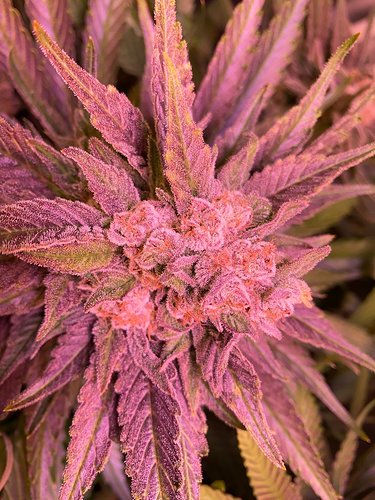 Growreport Bild 7