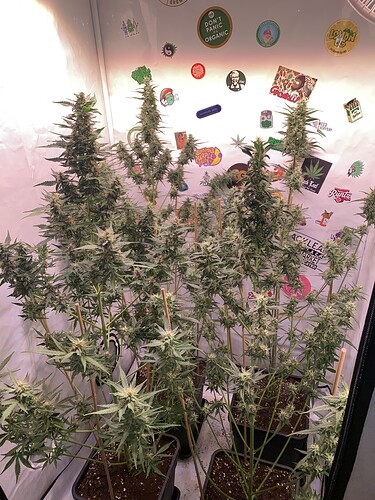 Growreport Bild 1