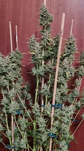 Growreport Bild 10