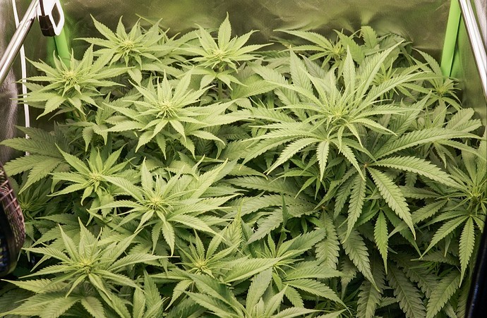 Growreport Bild 9