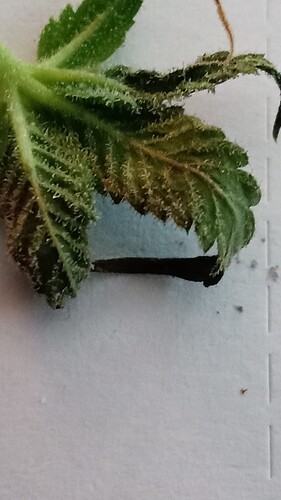 Growreport Bild 49