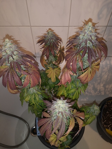 Growreport Bild 3