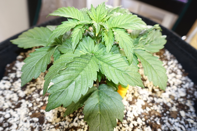 Growreport Bild 12