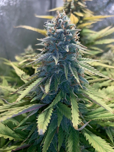 Growreport Bild 1