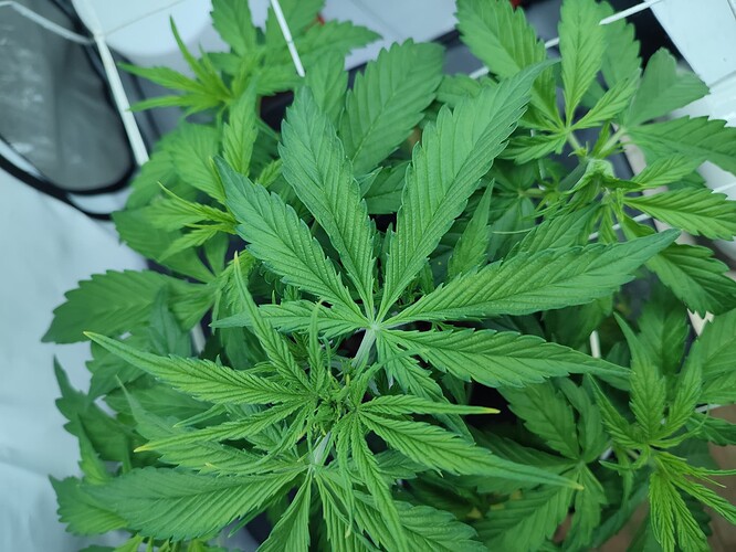 Growreport Bild 27