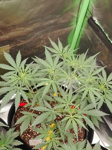 Growreport Bild 8
