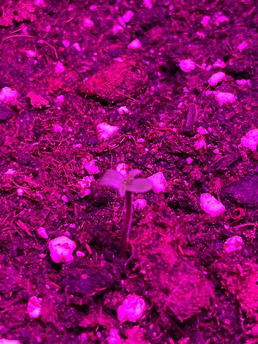 Growreport Bild 5