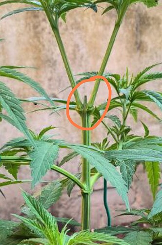 Screenshot_2023-10-26-06-18-34-042_org.telegram.messenger.web-edit