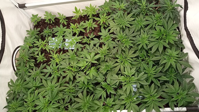 Growreport Bild 34