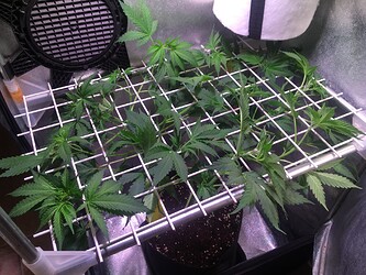 Growreport Bild 13
