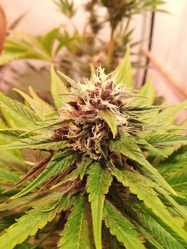 Growreport Bild 60