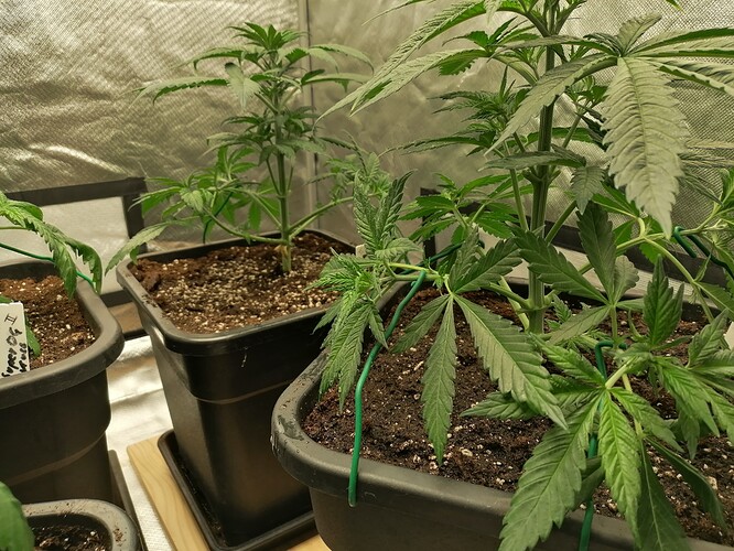 Growreport Bild 6
