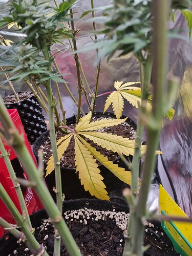 Growreport Bild 15