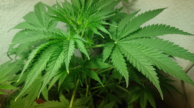 Growreport Bild 5
