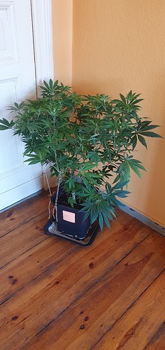 Growreport Bild 4