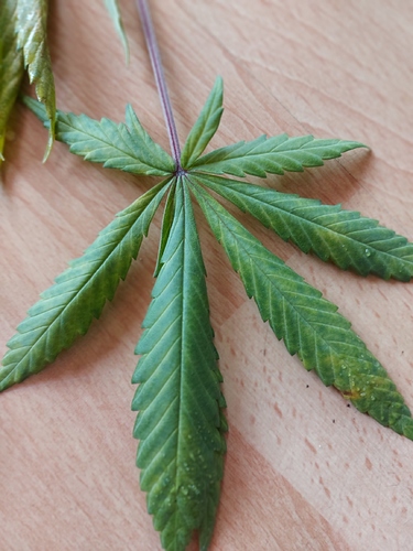 Growreport Bild 5
