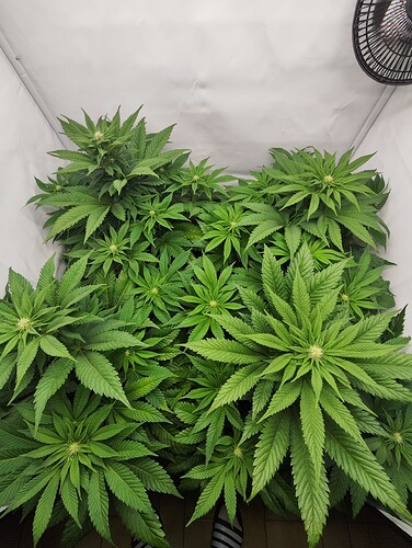 Growreport Bild 17