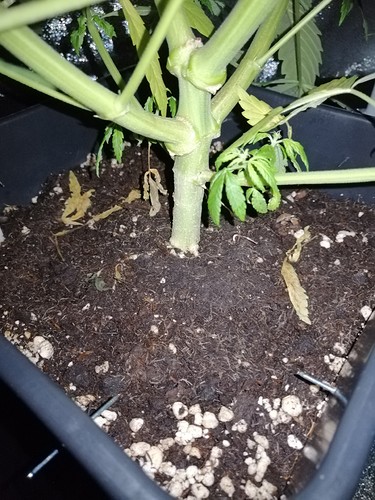 Growreport Bild 7