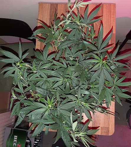 Growreport Bild 5