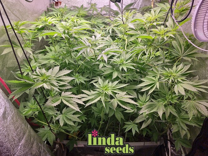 Growreport Bild 1
