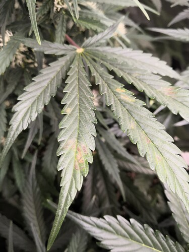 IMG_20221116_082153_copy_1728x2304