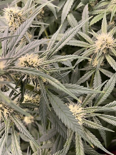 Growreport Bild 9