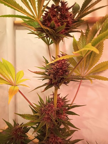 Growreport Bild 14