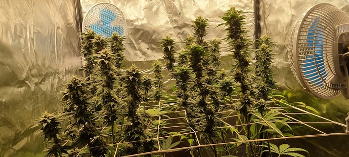 Growreport Bild 26
