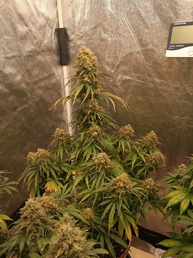 Growreport Bild 4
