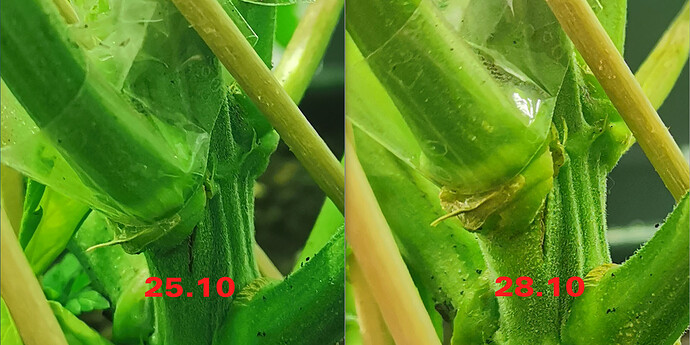 Growreport Bild 56