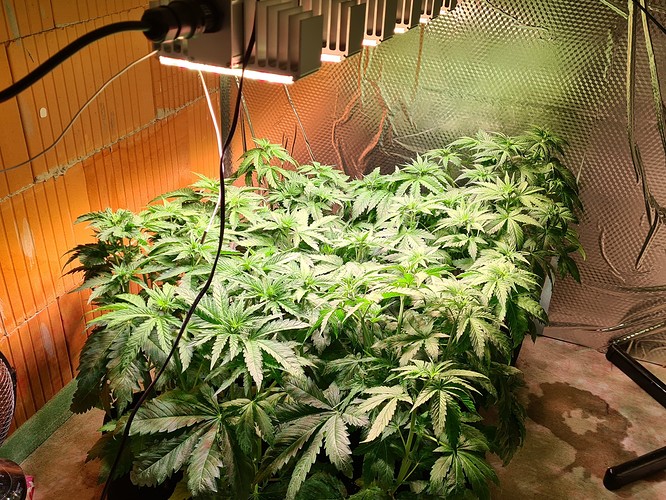 Mehrere junge Cannabispflanzen unter einer LED-Wachstumslampe in einem Zelt oder Raum mit reflektierenden Wänden.