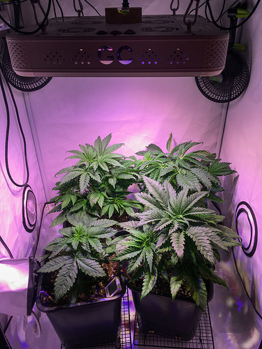 Growreport Bild 1