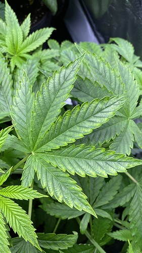 Growreport Bild 2