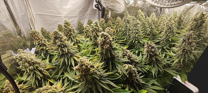 Growreport Bild 2