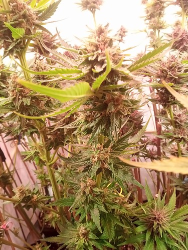 Growreport Bild 74