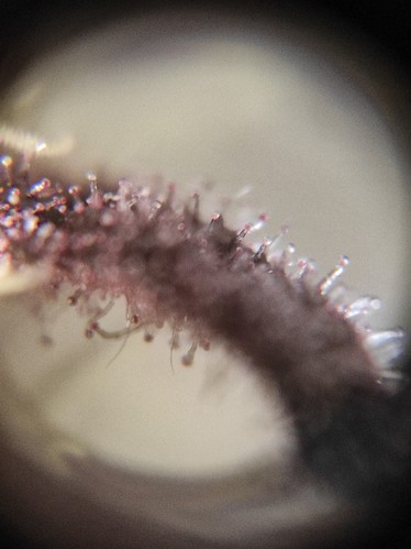 Growreport Bild 8