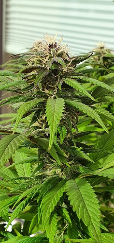 Growreport Bild 8