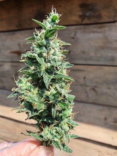 Growreport Bild 3