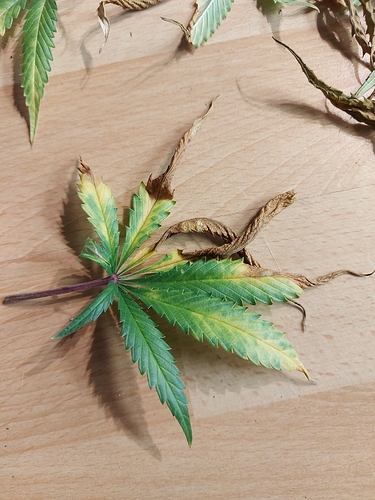 Growreport Bild 8