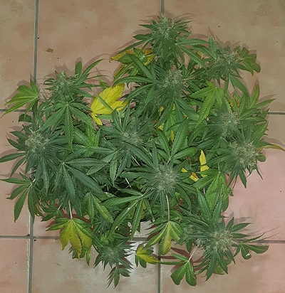 Growreport Bild 5